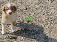 Australian Shepherd puppies - Photo 4