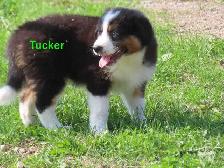 Australian Shepherd puppies - Photo 5