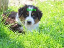 Australian Shepherd puppies - Photo 6