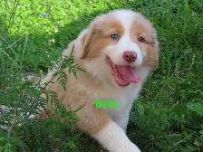 Australian Shepherd puppies - Photo 7