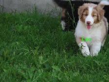 Australian Shepherd puppies - Photo 8