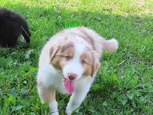 Australian Shepherd puppies - Photo 9