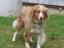 Australian Shepherd puppies - Photo 10