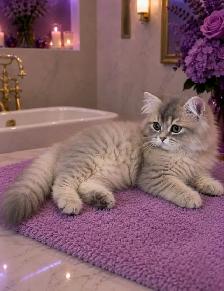Purebred British Longhair Kitten