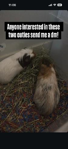 Guinea pig rehoming
