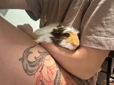 Guinea pig rehoming - Photo 2