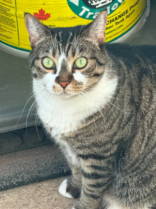 Short Hair Tabby Cat