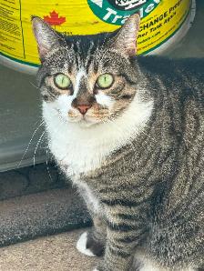 Short Hair Tabby Cat