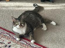 Short Hair Tabby Cat - Photo 2