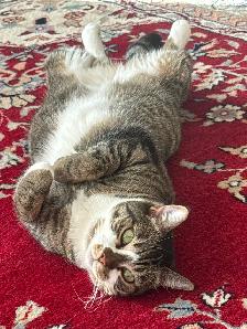 Short Hair Tabby Cat - Photo 3