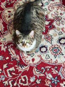 Short Hair Tabby Cat - Photo 4