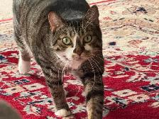 Short Hair Tabby Cat - Photo 5