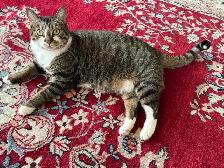 Short Hair Tabby Cat - Photo 6