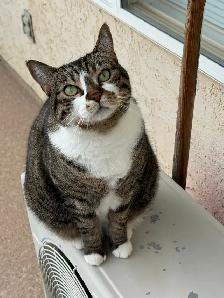 Short Hair Tabby Cat - Photo 7