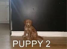 GOLDENDOODLE PUPPIES