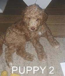 GOLDENDOODLE PUPPIES - Photo 2