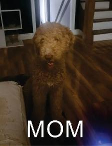 GOLDENDOODLE PUPPIES - Photo 3