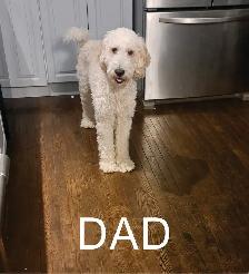 GOLDENDOODLE PUPPIES - Photo 4