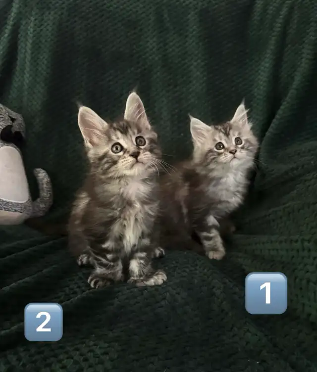 Chatons Maine Coon enr