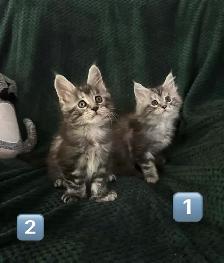 Chatons Maine Coon enr
