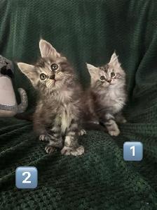 Chatons Maine Coon enr - Photo 2