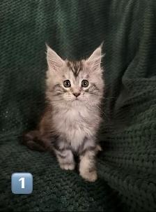 Chatons Maine Coon enr - Photo 3