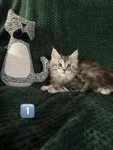 Chatons Maine Coon enr - Photo 4