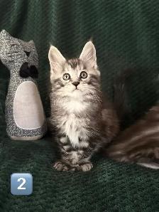 Chatons Maine Coon enr - Photo 5