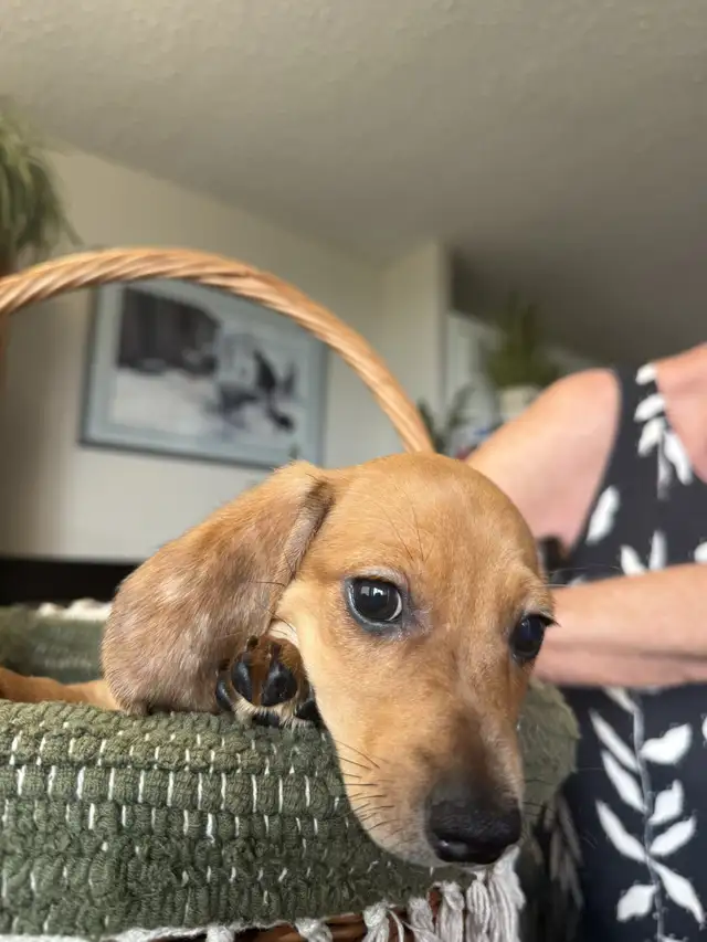 Dachshund Puppies