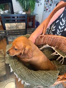Dachshund Puppies - Photo 2