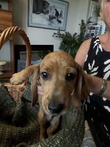 Dachshund Puppies - Photo 3