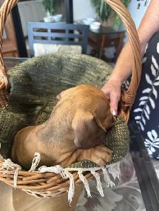 Dachshund Puppies - Photo 4