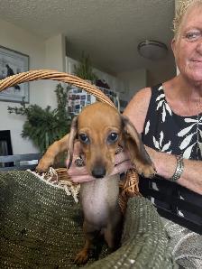 Dachshund Puppies - Photo 5