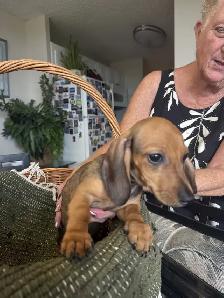 Dachshund Puppies - Photo 6