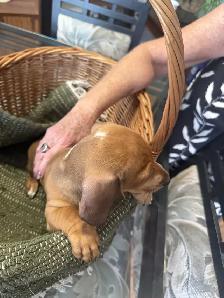Dachshund Puppies - Photo 7