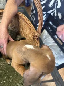 Dachshund Puppies - Photo 8