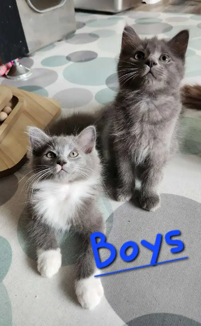 Ragdoll kittens