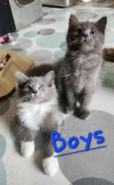 Ragdoll kittens