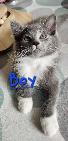 Ragdoll kittens - Photo 2