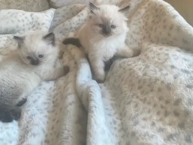 GORGEOUS BABY WHITEMITTTED & CHOCOLATEPOINT RAGDOLLS!