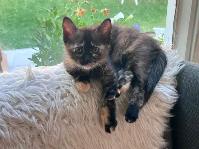 Sweet kitten! 9 weeks