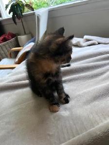 Sweet kitten! 9 weeks - Photo 3