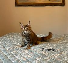 MAINE COON KITTENS AND ADULT, PUREBRED - Photo 3