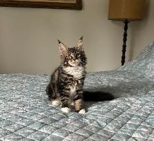MAINE COON KITTENS AND ADULT, PUREBRED - Photo 8