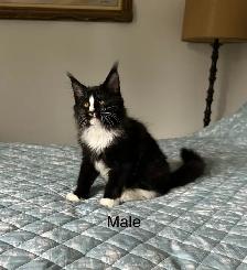MAINE COON KITTENS AND ADULT, PUREBRED - Photo 9