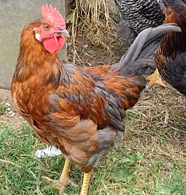 Three month old Roosters for sale