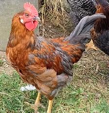 Three month old Roosters for sale