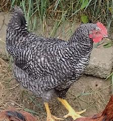 Three month old Roosters for sale - Photo 2
