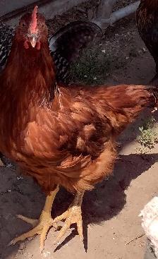 Three month old Roosters for sale - Photo 3