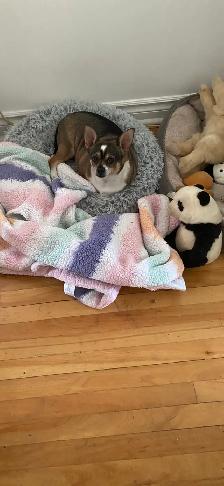 Chien 4 ans stériliser avec tout ses jouet et manger